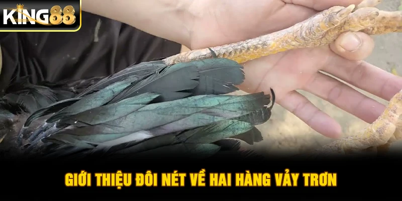 Giới thiệu đôi nét về hai hàng vảy trơn